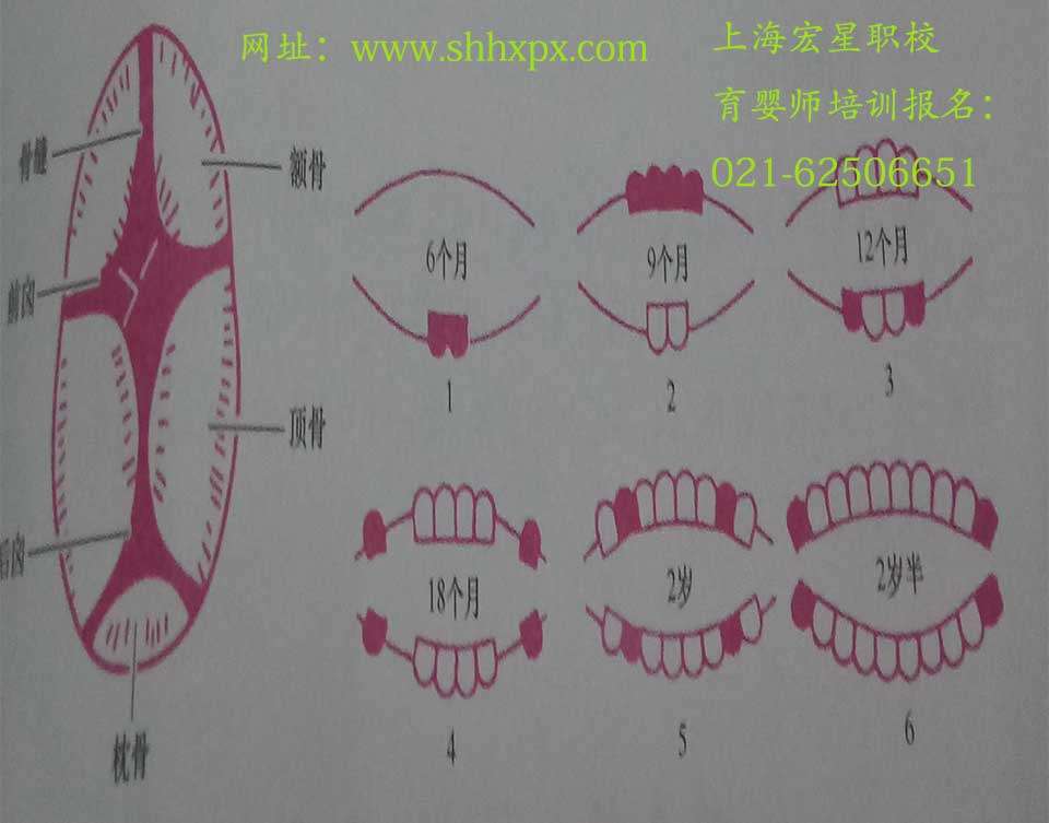 乳牙萌出順序圖